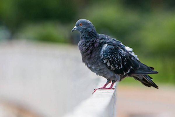 Pombo-8-600x400